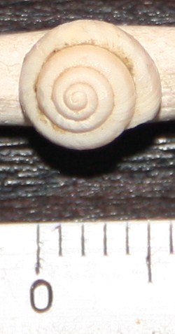 Hygromiidae da identificare